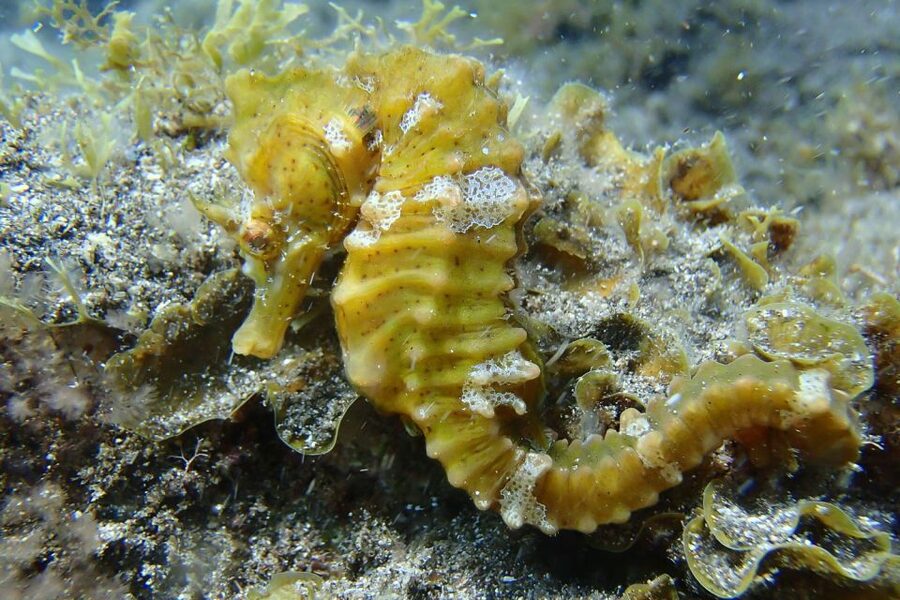 Gran Canaria:Live an Adventure and Learn to Dive with Expert - The underwater experience up to 6 meters: what you might see and feel