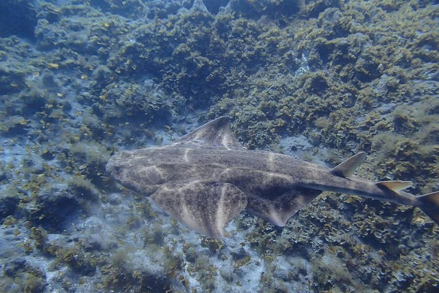 Gran Canaria:Live an Adventure and Learn to Dive with Expert - The 4-hour rhythm: pickup, gear, safety talk, then back to the beach