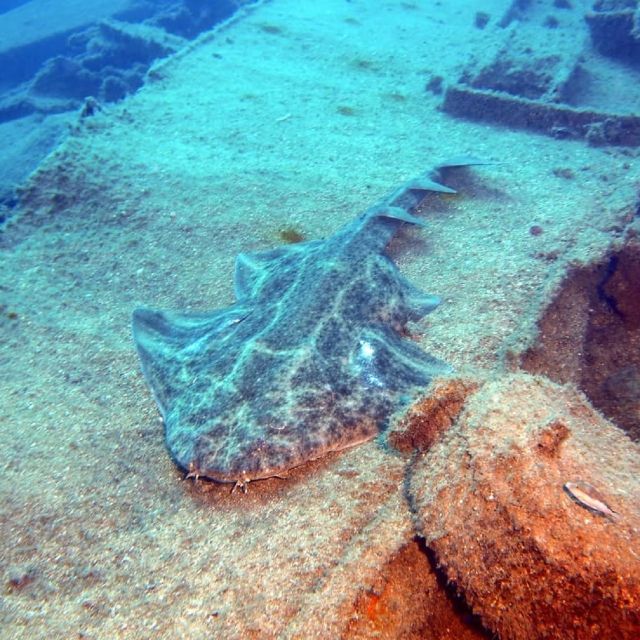 Gran Canaria: Morning Scuba Dive - Key points at a glance
