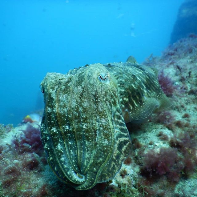 Gran Canaria: Morning Scuba Dive - Equipment Hire, What to Bring, and the Non-Negotiables