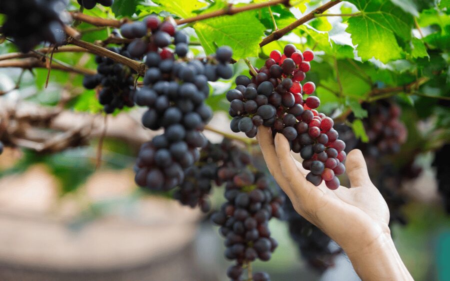 Gran Canaria: Rum, Wines and Banana Tour - Key Points Before You Go