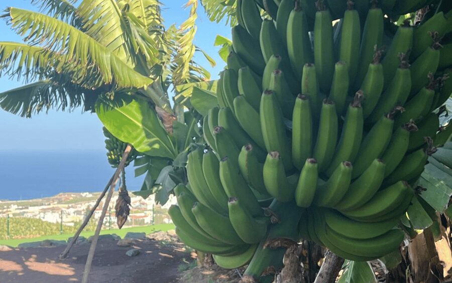 Gran Canaria: Rum, Wines and Banana Tour - A North-Gran Canaria Food Day, Without the Guesswork