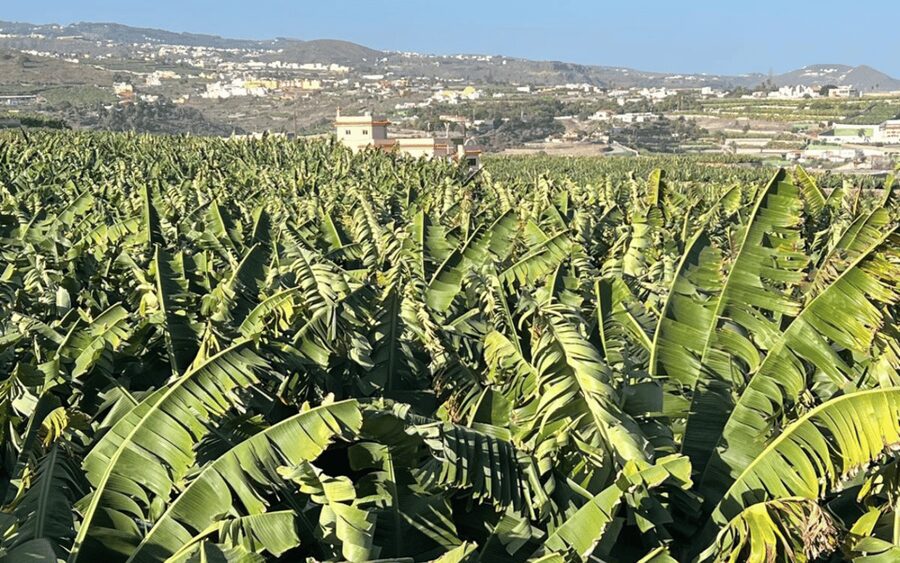 Gran Canaria: Rum, Wines and Banana Tour - Arehucas Rum Distillery in Arucas: The Tasting Part People Remember