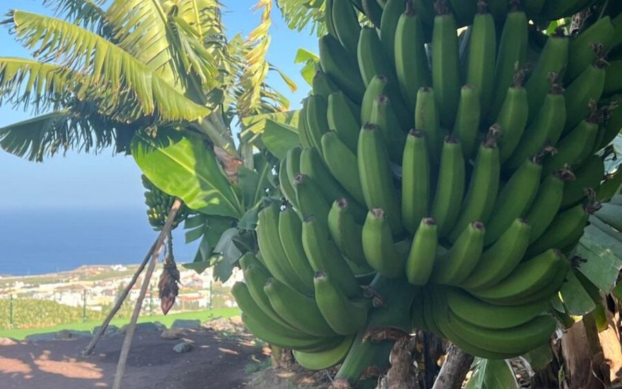 Gran Canaria: Rum, Wines and Banana Tour - Price and Value: Is $81 Good for This Day?