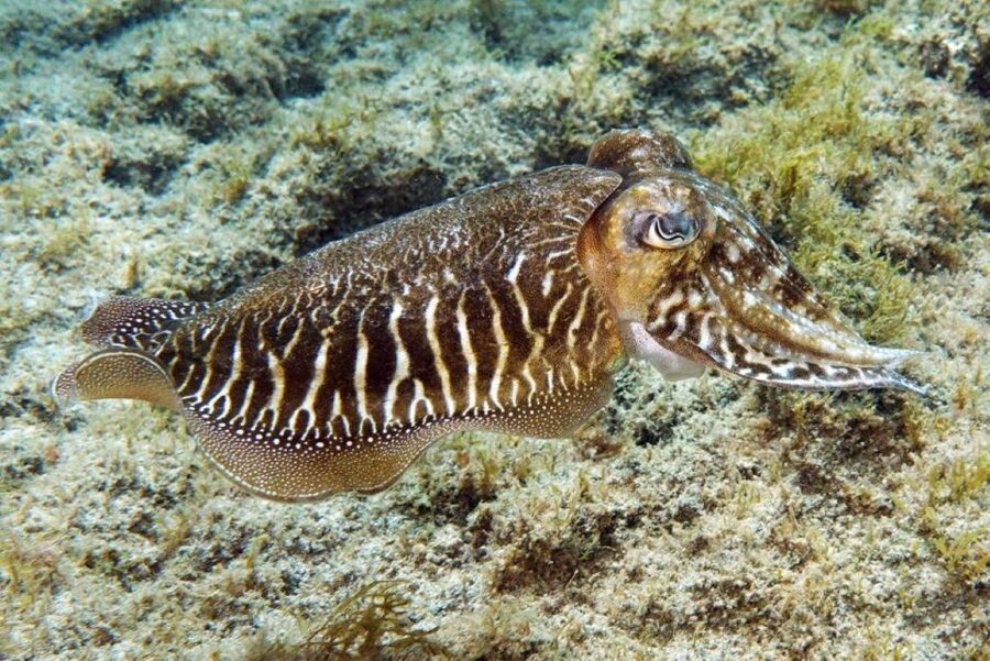Gran Canaria: Scuba Diving for Beginners - PADI Discover Scuba (DSD): what you do during the 2 hours