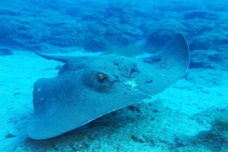 Gran Canaria: Snorkeling Trip - The best part for beginners: a calm, guided pace