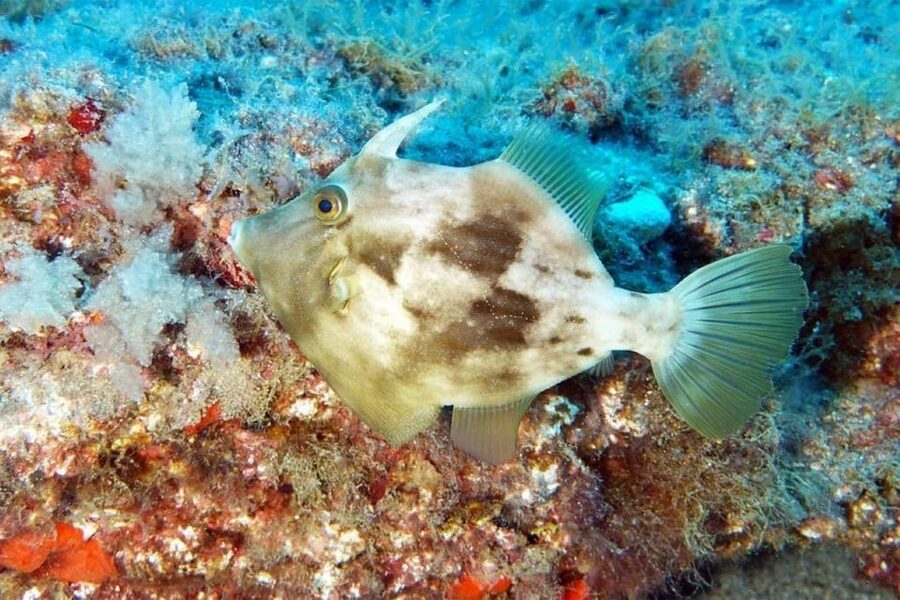 Gran Canaria: Snorkeling Trip - Who should skip it