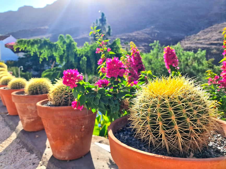 Gran Canaria: tasting wine & local cheese - What you are really buying with the private guide and parking