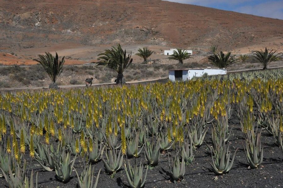 Gran Canaria Tour: Past and Present - A Full Day That Feels Like an Island Road Trip