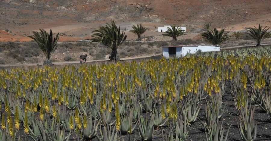 Gran Canaria Tour: Past and Present - Guayadeque Valley and the Cave Houses That Change Your Perspective