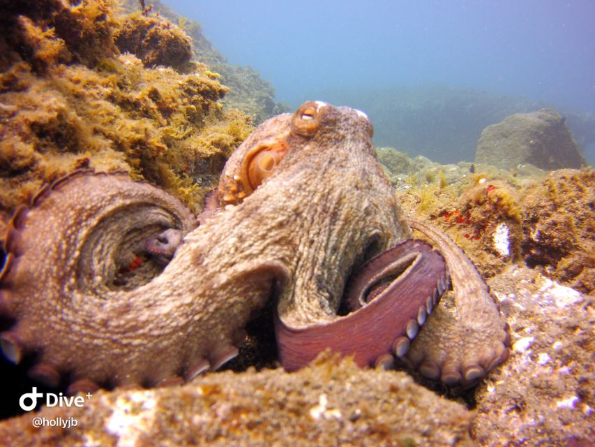 Gran Canaria: Try Scuba Diving for Beginners - The guided underwater hour: marine life and a safe-feeling pace
