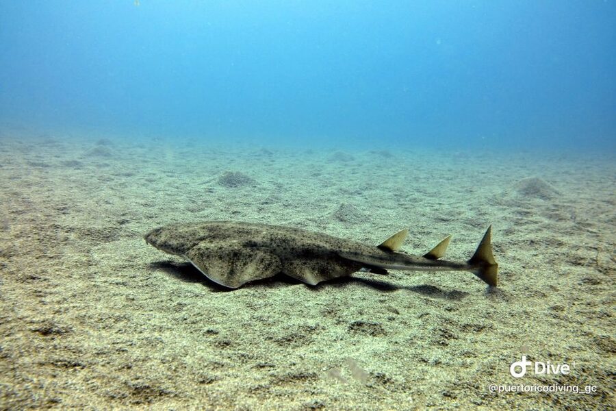 Gran Canaria: Try Scuba Diving for Beginners - Instructors, languages, and small-group comfort