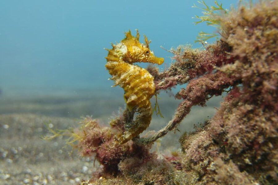 Gran Canaria: Try Scuba Diving for Beginners - Price and value: is $94 worth it for a first try?