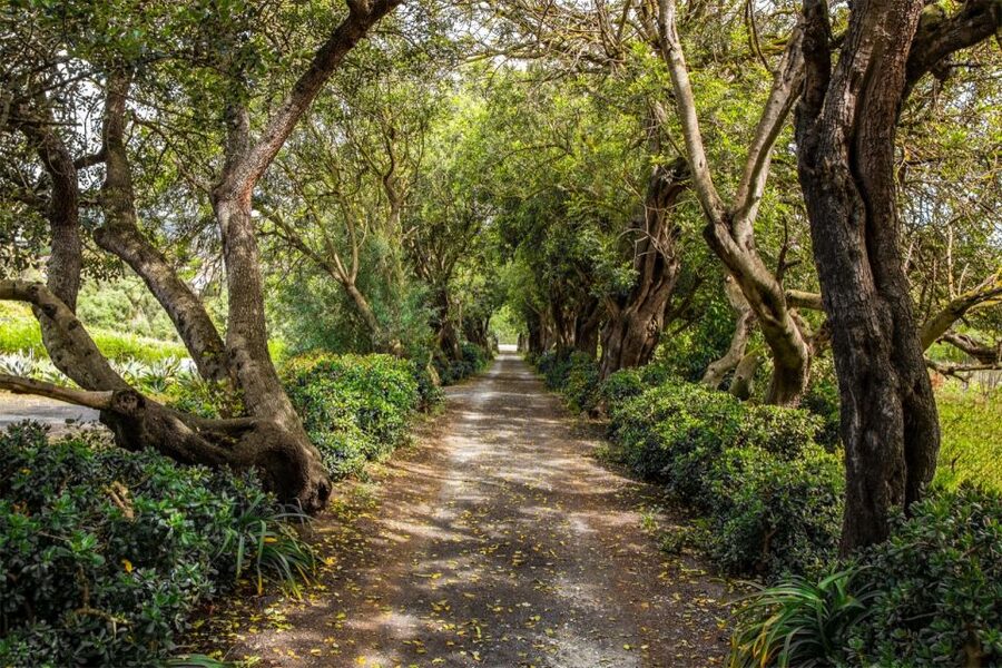 Gran Canaria: Winery Tour, Wine Museum, and Tasting - First impressions at Bodega San Juan, Finca El Mocanal