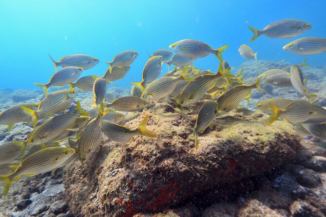 Guided Snorkelling Experience in South of Gran Canaria - Wetsuit, Mask, Snorkel, Fins: Where the Guide’s Hands-on Help Matters