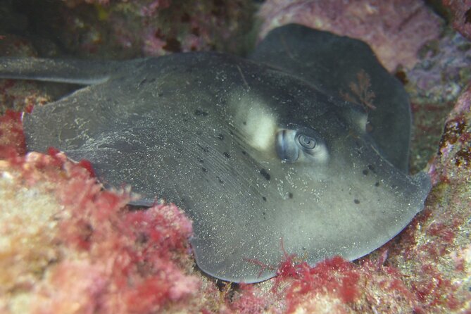 Guided Snorkelling Experience in South of Gran Canaria - Getting There: Free Pickup and Drop-Off in the South Coast