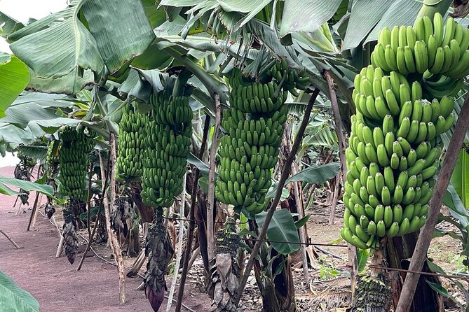 Guided tour of the Banana World - Group size and hearing: the main downside to watch