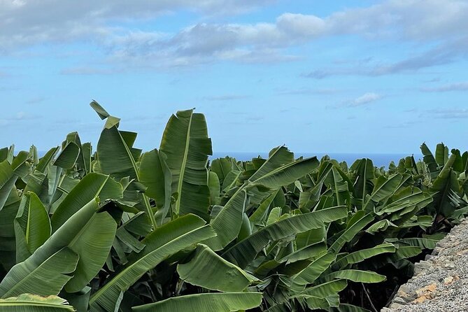 Guided tour of the Banana World - Who should book Banana World, and who might skip it