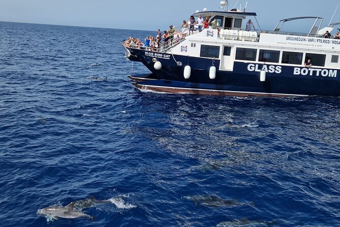 Half-Day Cruise Tour-Dolphin and Whale Watching - Key things I’d plan around