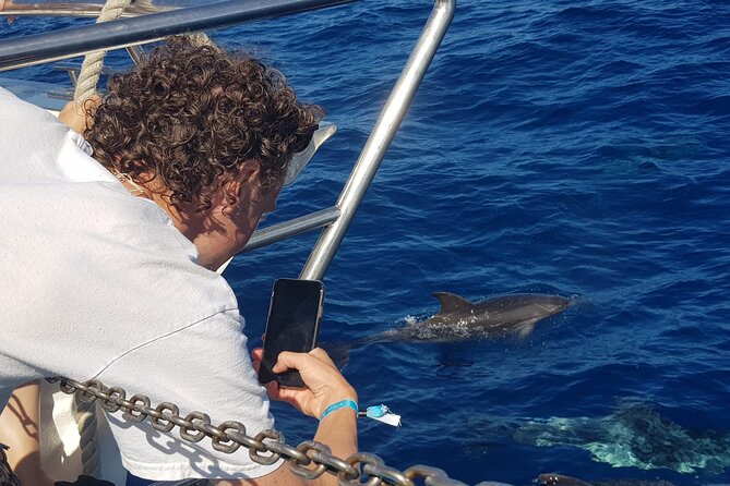 Half-Day Cruise Tour-Dolphin and Whale Watching - The Morning Plan: Long Dolphin and Whale Search Plus a Swim Stop