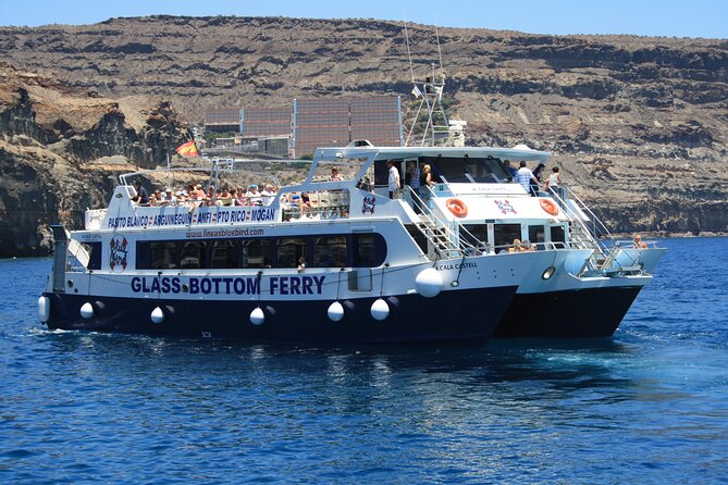Half-Day Cruise Tour-Dolphin and Whale Watching - Practical Tips That Improve Your Odds and Comfort