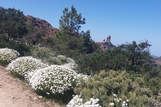 Hikes Roque Nublo - Your guide in English: facts, pacing, and local nature notes