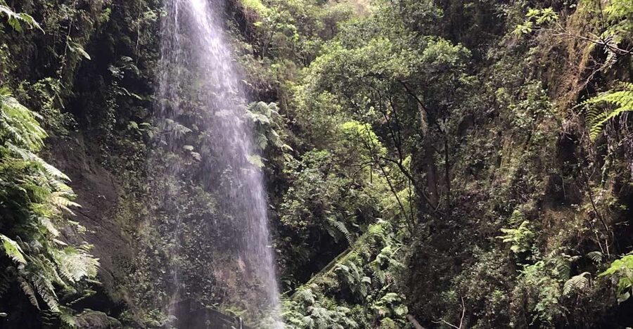 La Palma: North Island Bus Tour with Ron Aldea Distillery - Key takeaways before you go