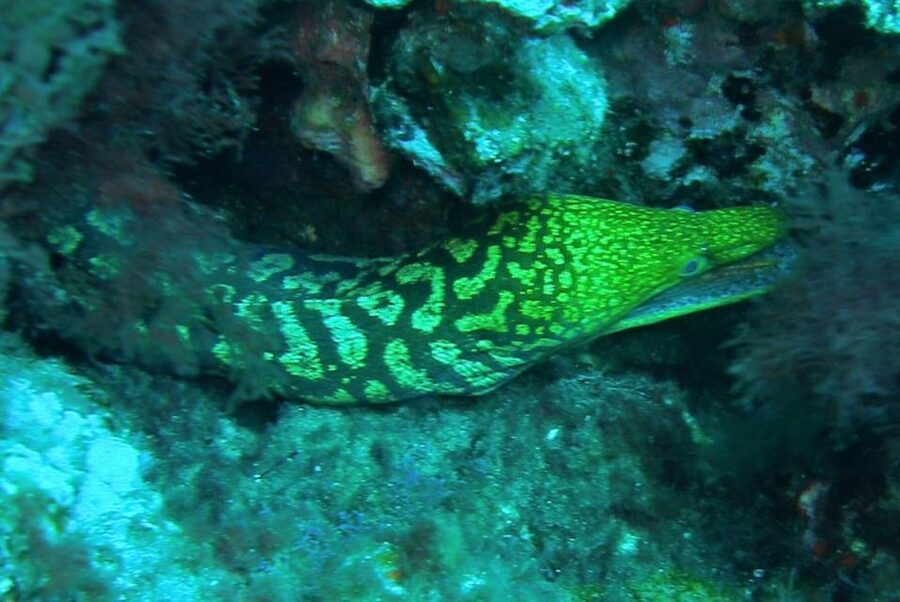 Las Canteras Scuba Diving - Key highlights at a glance