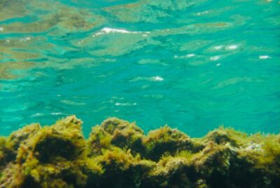 Las Canteras Scuba Diving