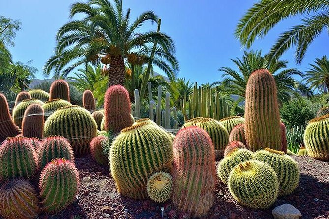 Las Palmas, Botanical Garden & Bandama Crater tour - Gran Canaria - Vegueta Old Town: Santa Ana Cathedral area, markets, and Columbus Museum option