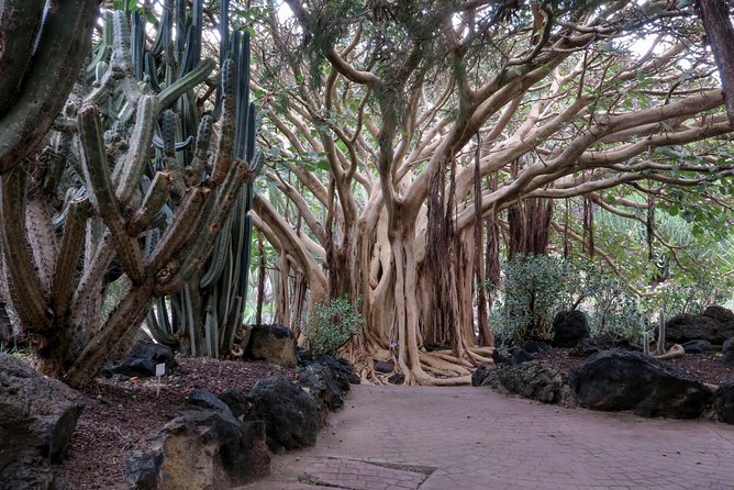 Las Palmas, Botanical Garden & Bandama Crater tour - Gran Canaria - Las Canteras and Las Arenas: beach time plus a handy shopping and lunch setup