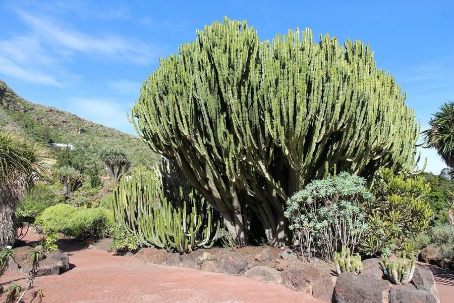 Las Palmas, Botanical Gardens and Bandama Volcano Tour - Price and Value: What Your $37 Actually Buys