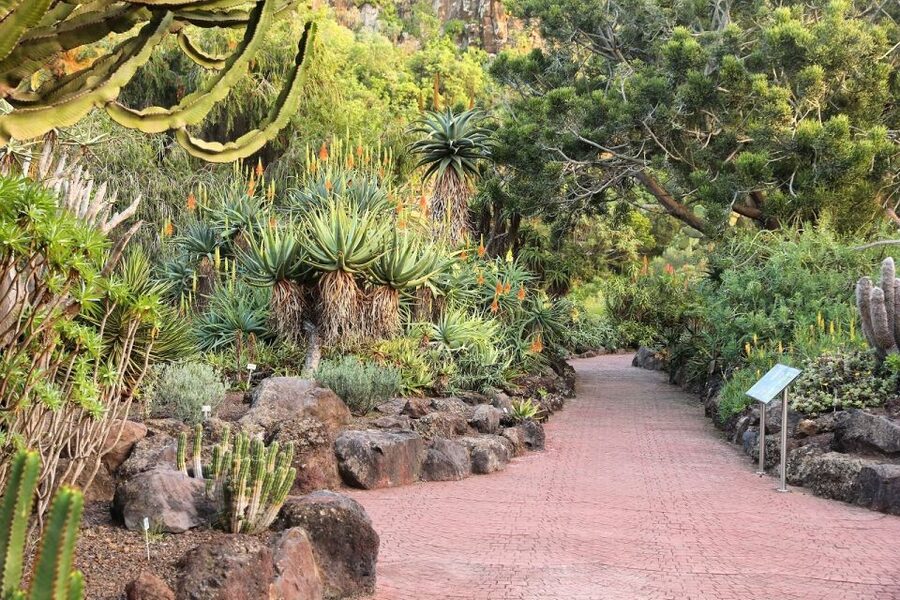 Las Palmas, Botanical Gardens and Bandama Volcano Tour - Guide Quality and Group Vibe You Can Expect