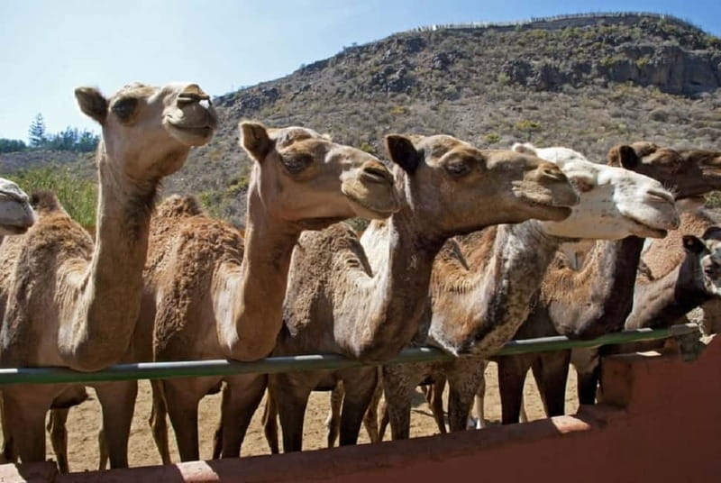 Maspalomas: 2-Seater E-Scooter Dunes Tour with Camel - Price and value: what $101 per person includes, and what it does not