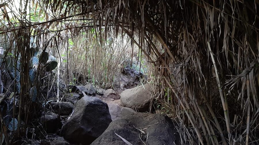 Maspalomas: Barranco de los Cernicalos Rainforest Hike - Who should book this hike, and who should skip it
