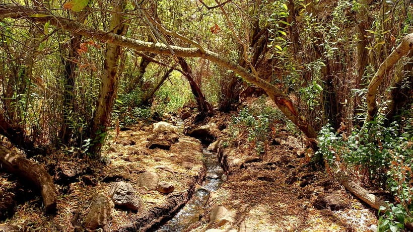 Maspalomas: Barranco de los Cernicalos Rainforest Hike - Why this Maspalomas hike feels like a step into another world
