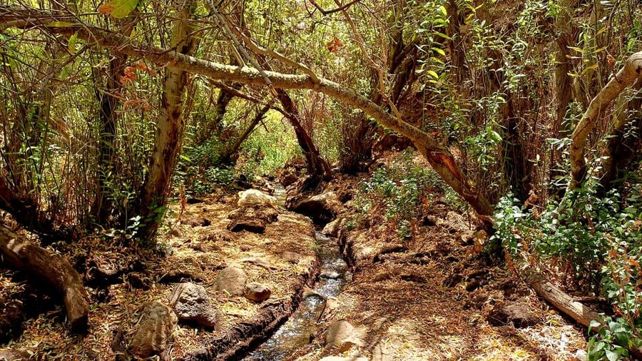 Maspalomas: Barranco de los Cernicalos Rainforest Hike - Food on the trail: sandwiches, fruits, nuts, and smart pacing