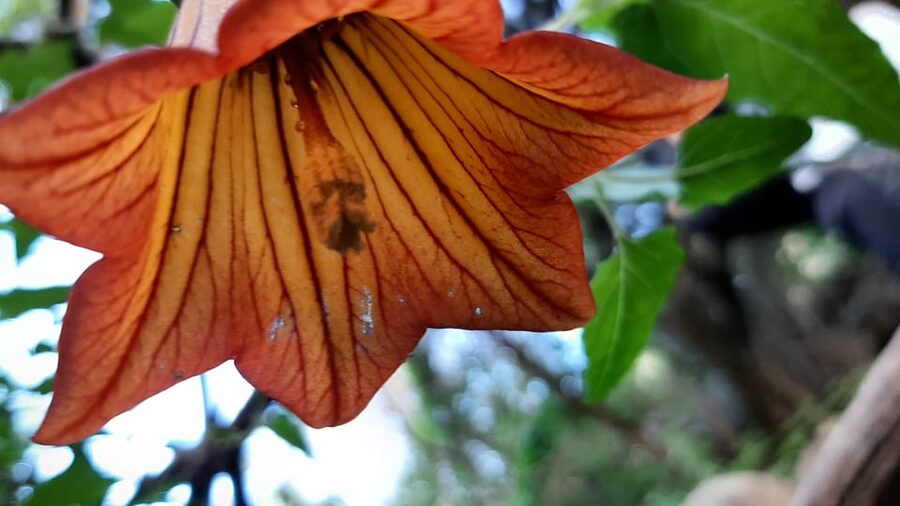 Maspalomas: Barranco de los Cernicalos Rainforest Hike - The endemic species angle, and why the guide’s explanations matter