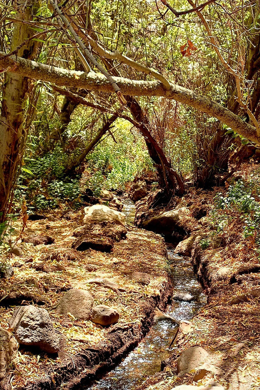 Maspalomas: Barranco de los Cernicalos Rainforest Hike - What it feels like in real life: group size and guide energy