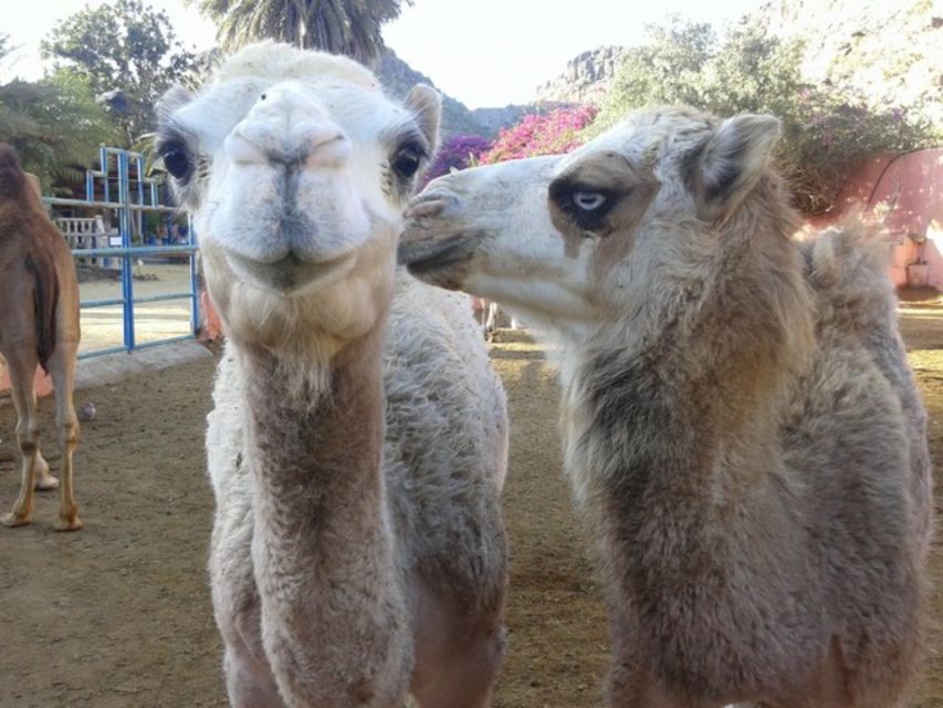 Maspalomas: Guided Camel Ride in the Maspalomas Sand Dunes - Key things I’d pay attention to before you go