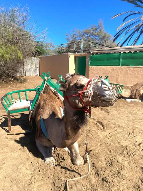 Maspalomas: Guided Camel Ride in the Maspalomas Sand Dunes - Maspalomas Dunes Camel Ride: What You Really See