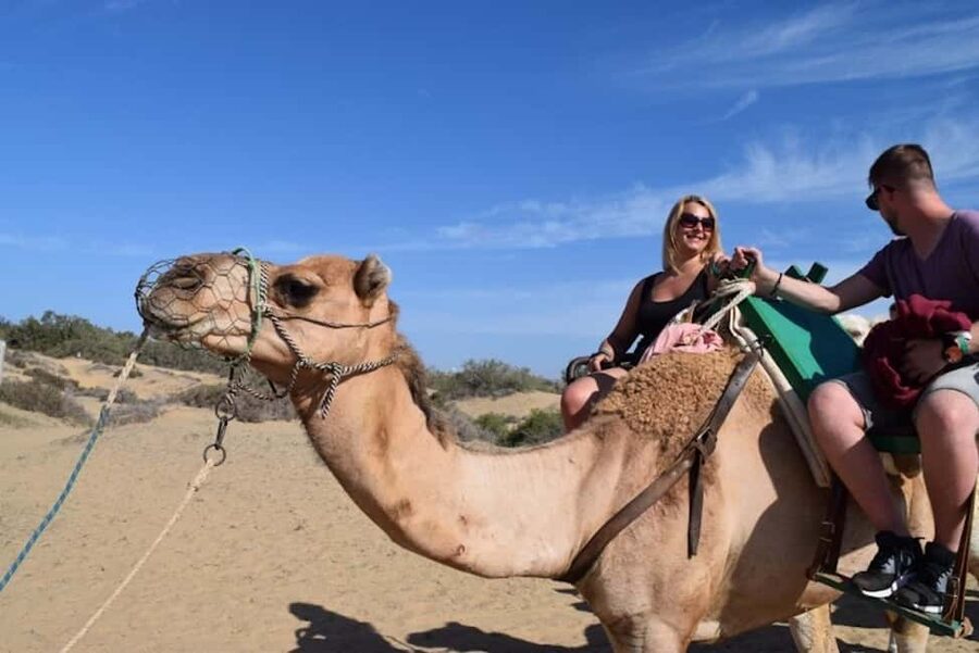 Maspalomas: Guided Camel Ride in the Maspalomas Sand Dunes - Check-In, Saddle Setup, and Safety on the Sand