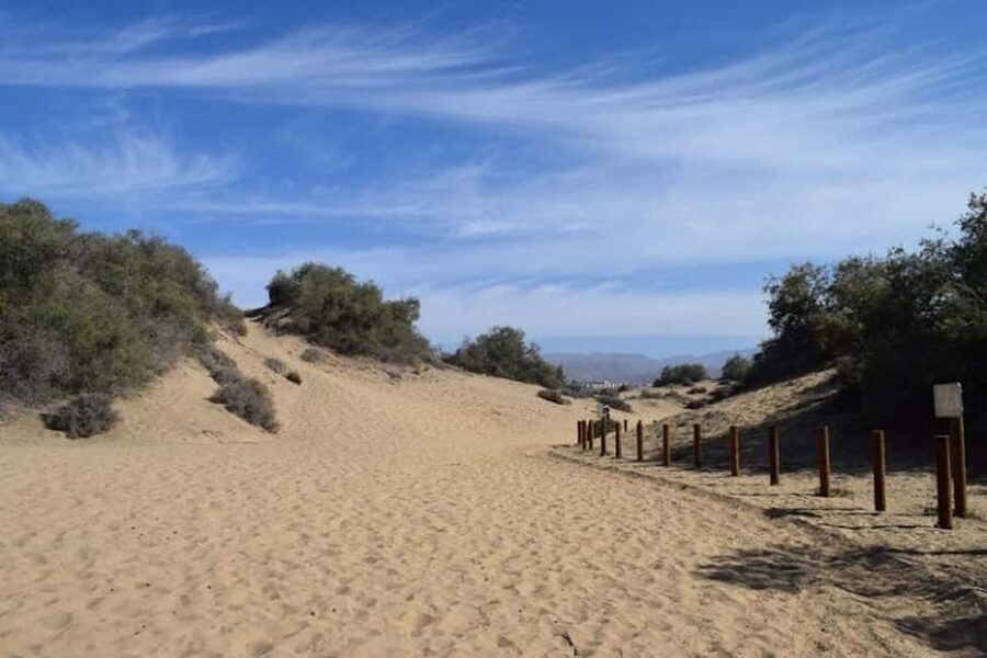 Maspalomas: Guided Camel Ride in the Maspalomas Sand Dunes - Price and Value at about $21 for a Real Experience