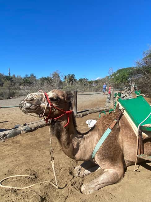 Maspalomas: Guided Camel Ride in the Maspalomas Sand Dunes - Who This Camel Safari Fits Best, and Who Should Skip