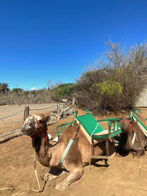 Maspalomas: Guided Camel Ride in the Maspalomas Sand Dunes - Tips that make the ride better (sun, sand, and small wind)