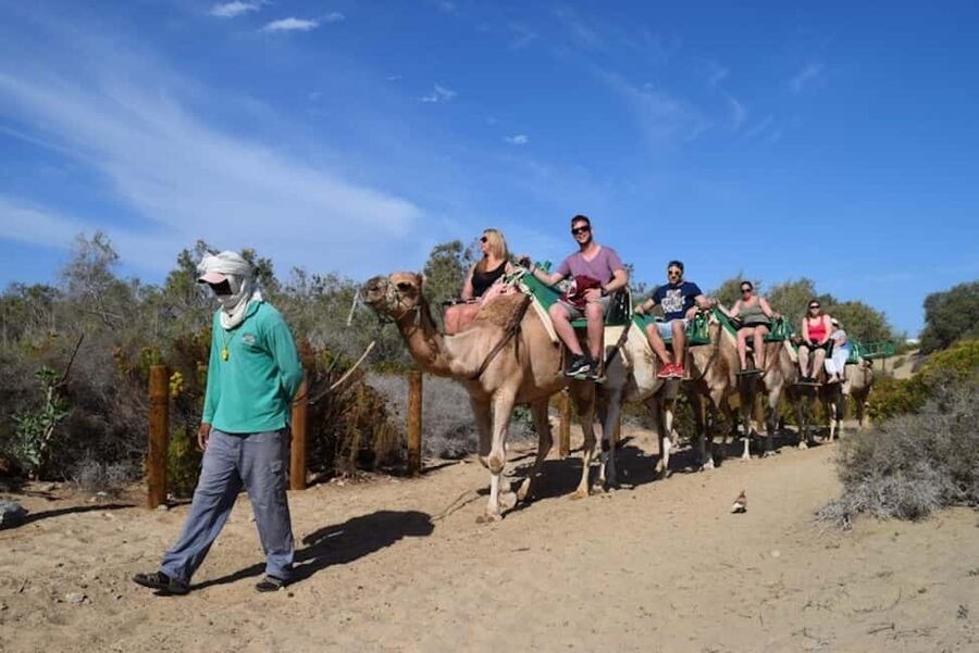 Maspalomas: Guided Camel Ride in the Maspalomas Sand Dunes - Should you book this Maspalomas guided camel ride?