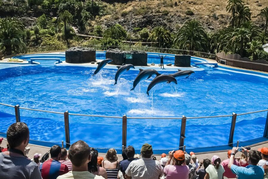 Maspalomas: Palmitos Park Ticket with Dolphin and Bird Shows - Key things to know before you go