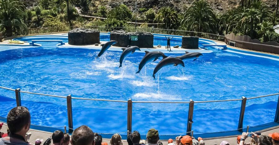Maspalomas: Palmitos Park Ticket with Dolphin and Bird Shows - Palmitos Park in one day: what you are really paying for