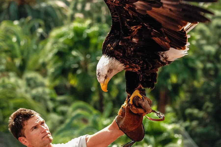 Maspalomas: Palmitos Park Ticket with Dolphin and Bird Shows - The new dolphinarium show: the experience you should block time for