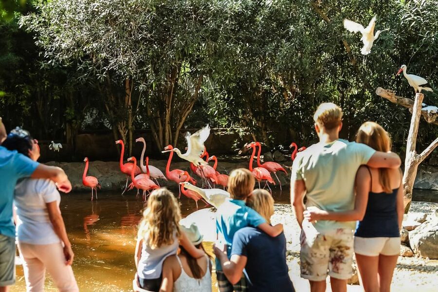 Maspalomas: Palmitos Park Ticket with Dolphin and Bird Shows - Birds of prey, exotic birds, and parrots: three shows, three different moods